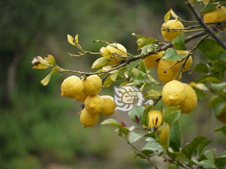 Más de mil 500 hectáreas de cítricos afectadas por dragón amarillo en Misantla