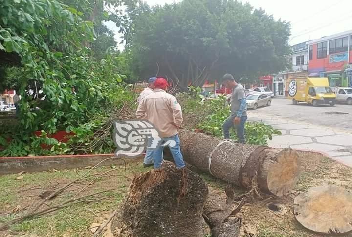 Tiran ancestro pino en Las Choapas por peligro de colapso