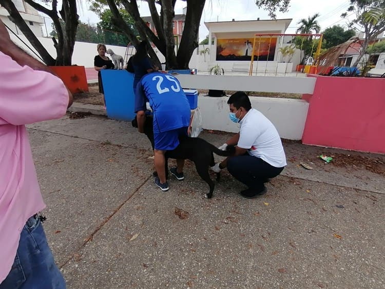 Aplican campaña de vacunación antirrábica en Coatzacoalcos