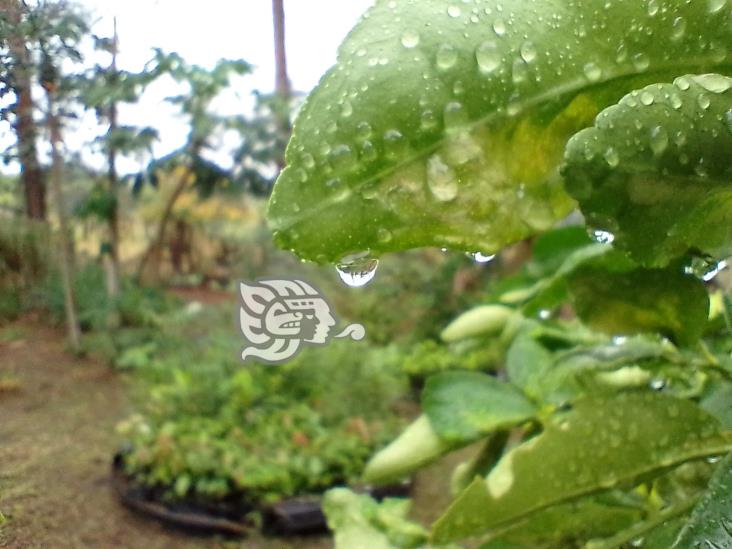 Agricultores de Agua Dulce agradecen lluvias tras meses de sequía