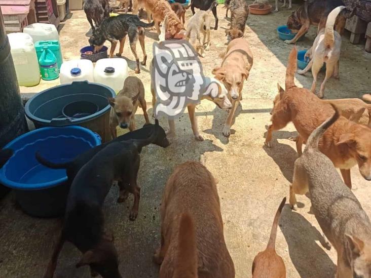 Refugios de animales en Xalapa llevan casi 10 días sin agua