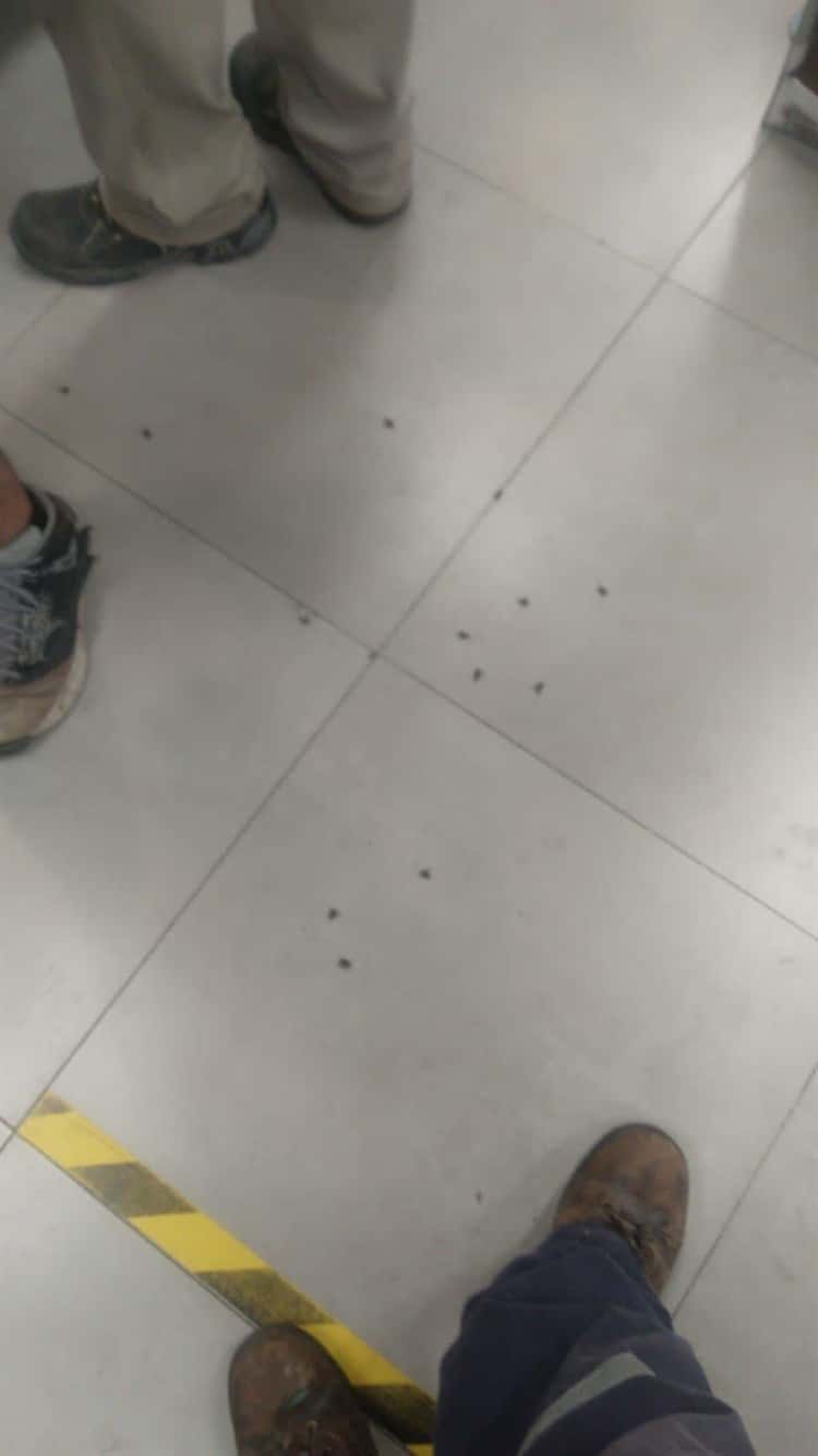 Vecinos son picados por abejas fuera de una tienda en fraccionamiento Puente Moreno