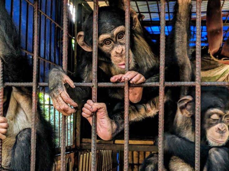 Catalogo genómico acabará con el tráfico ilegal de chimpancés