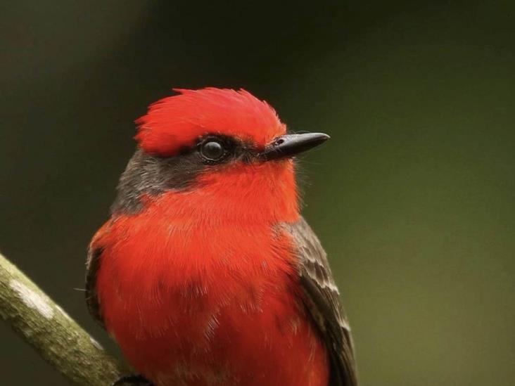 ¿Te gustaría avistar aves? No te pierdas el recorrido de observación en La Martinica