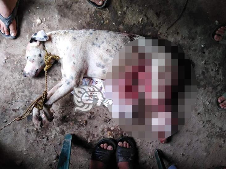 Inhumanos capan a perrito y le causan la muerte en Minatitlán