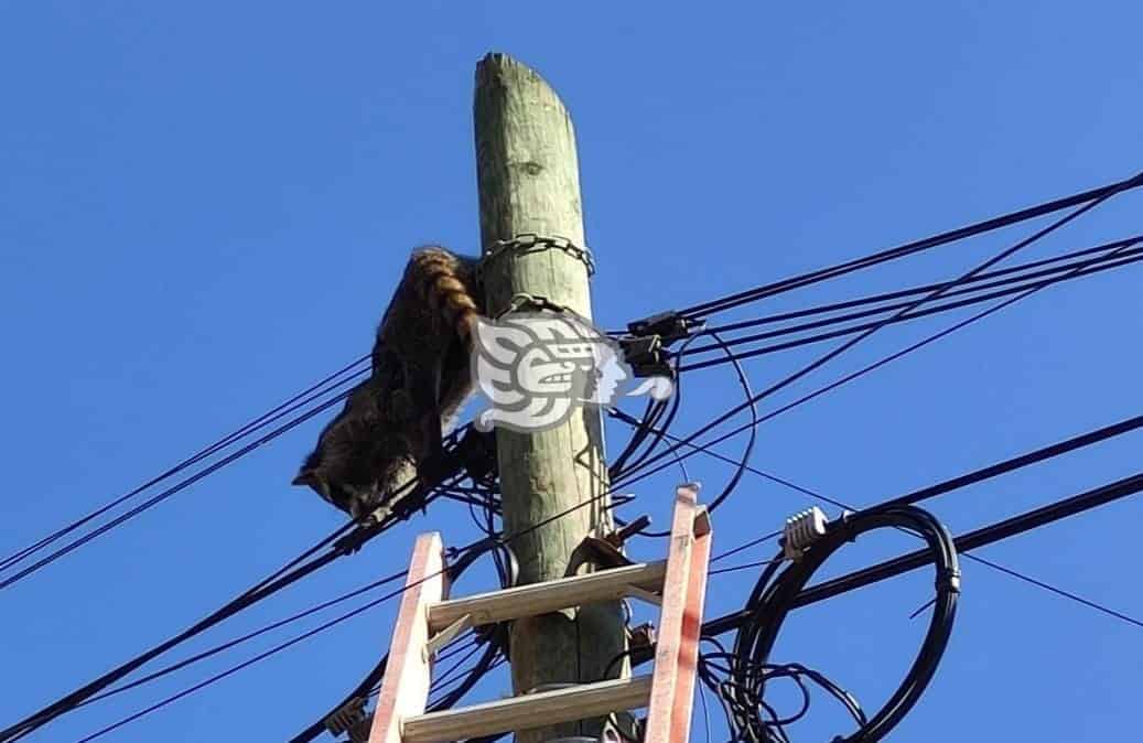 Sorprende presencia de mapache en el centro de la ciudad