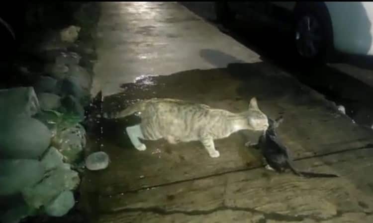 Elemento de Protección Civil rescata a gatito atrapado en drenaje