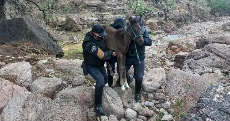 Policías rescatan a potrillo de una jauría de perros en el Estado de México