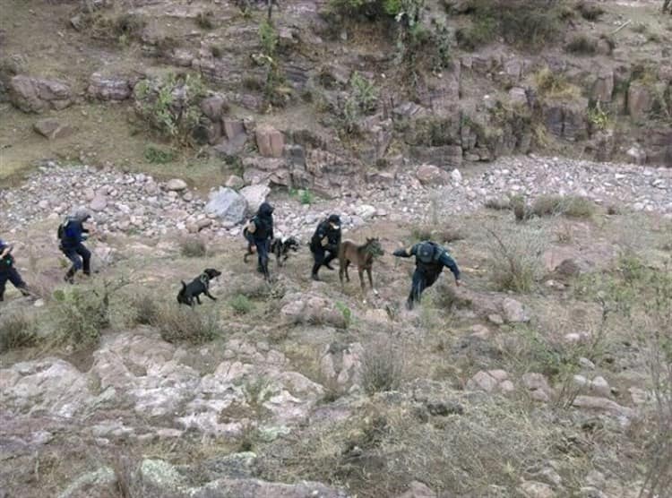 Policías rescatan a potrillo de una jauría de perros en el Estado de México