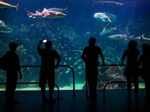Consejo Administrativo de Aquarium está detenido por Ley de Disciplina Financiera