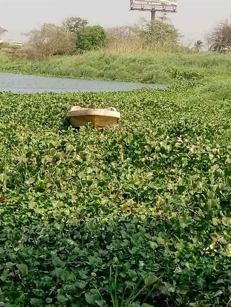 Sigue la contaminación en laguna Olmeca, en Veracruz