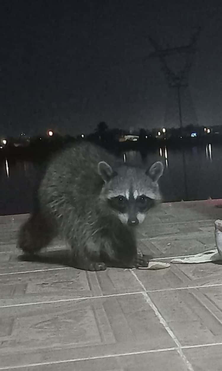 Sigue la contaminación en laguna Olmeca, en Veracruz