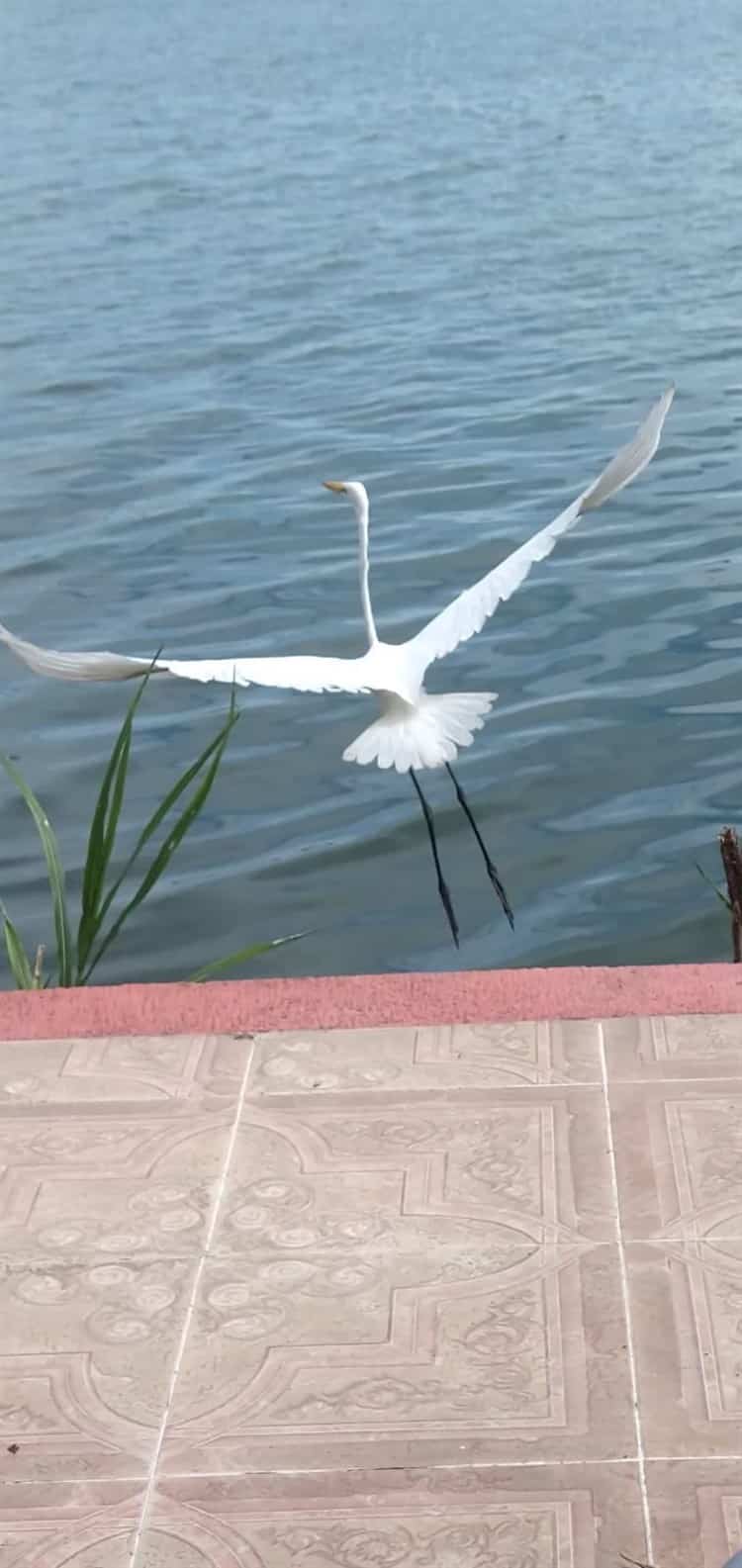 Sigue la contaminación en laguna Olmeca, en Veracruz