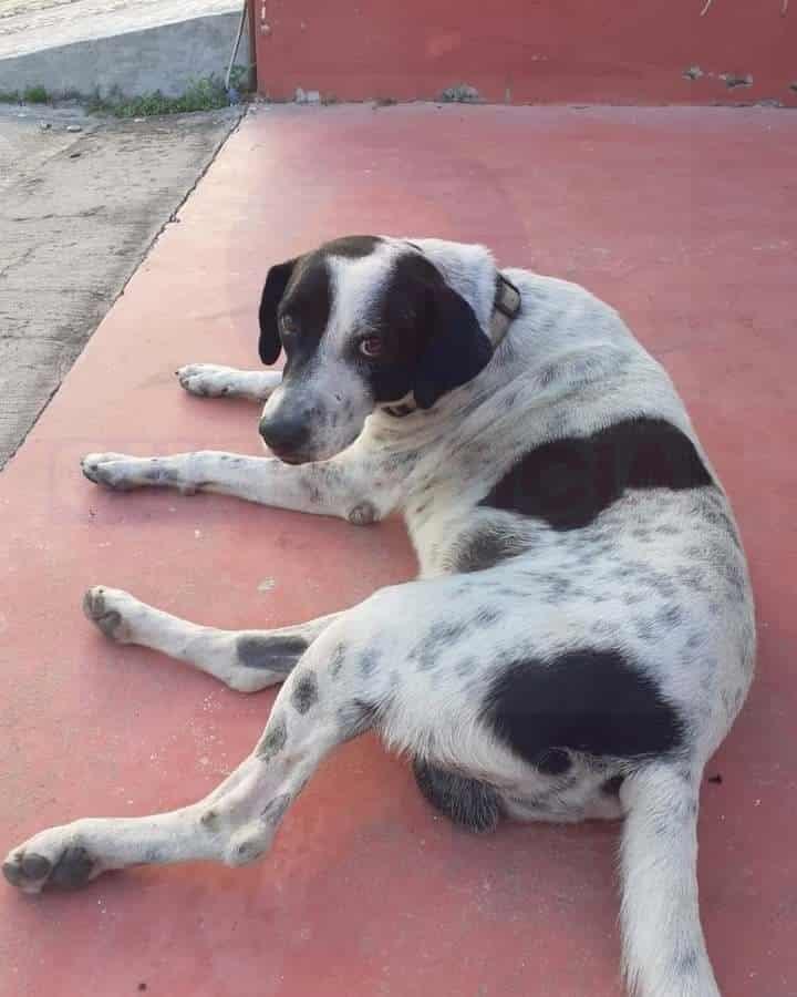 Perrito es baleado por un sujeto que huyó en el fraccionamiento Arboledas San Ramón