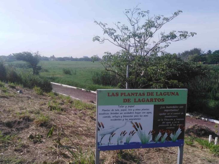 Laguna de Lagartos en Veracruz entre la maleza tras abandono de más de 2 años