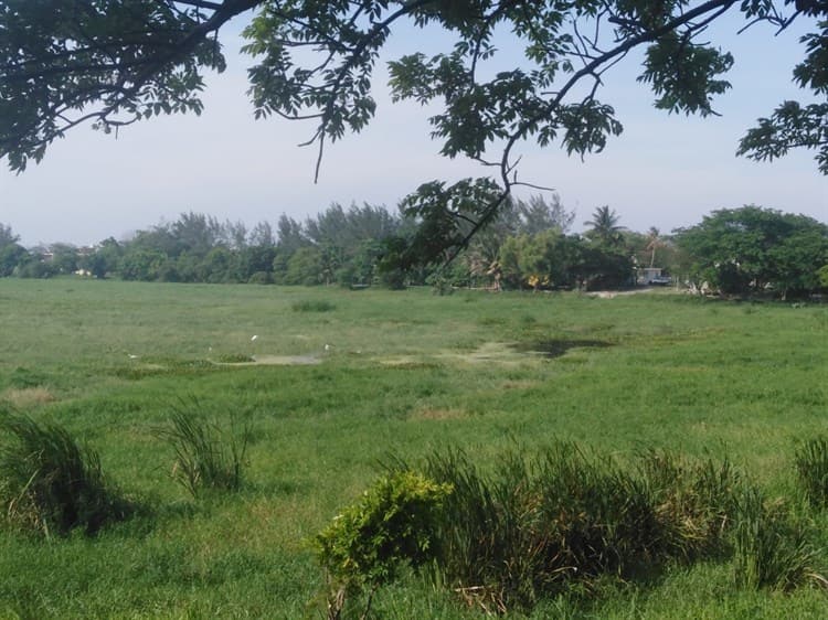 Laguna de Lagartos en Veracruz entre la maleza tras abandono de más de 2 años