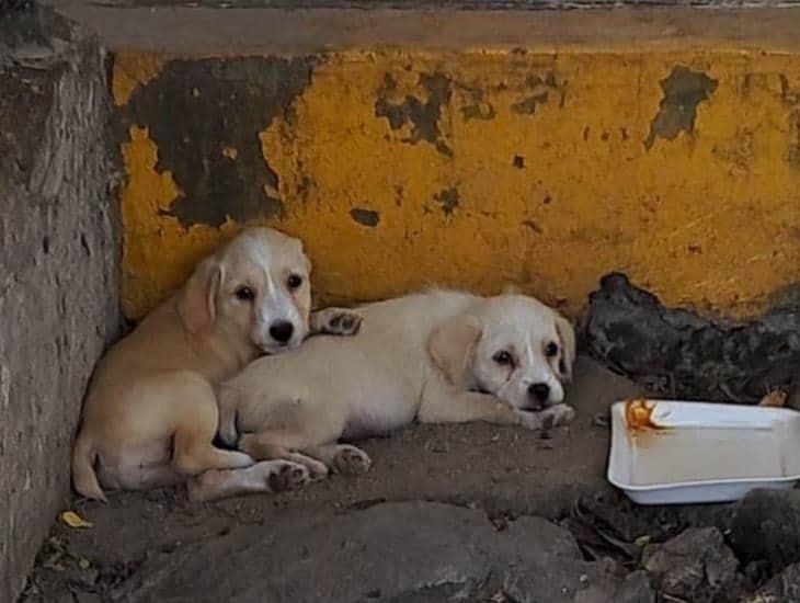 Abandonan a un par de perritos en el mercado Malibrán de Veracruz