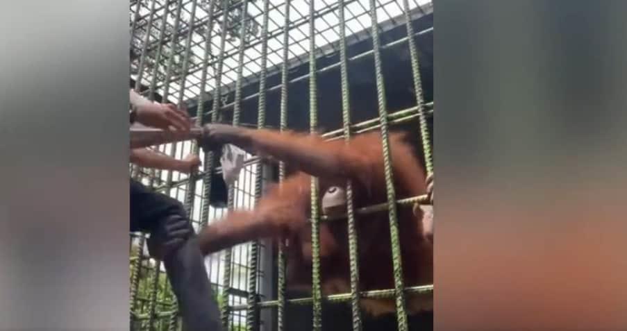 Orangután atrapa a joven que burló filtros de un zoológico