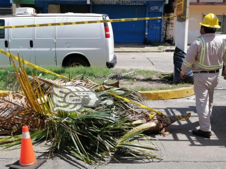 Rayo parte palmera en dos en Coatzacoalcos; mueren ardilla y una iguana
