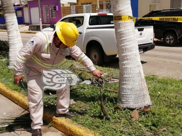 Rayo parte palmera en dos en Coatzacoalcos; mueren ardilla y una iguana