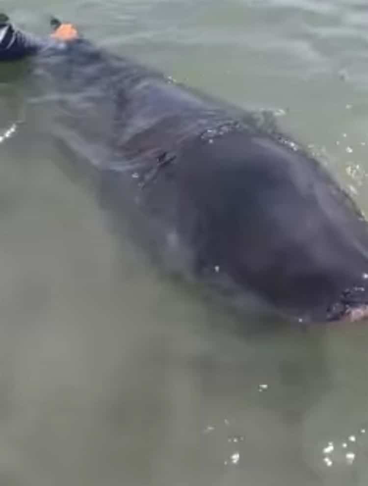 Encuentran muerta a orca pigmea en orillas de la Playa de Chachalacas, Veracruz