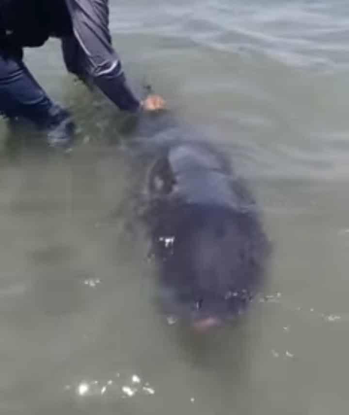 Encuentran muerta a orca pigmea en orillas de la Playa de Chachalacas, Veracruz