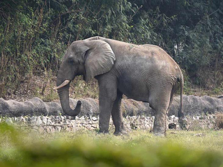 Elefante mata a mujer y luego vuelve a funeral a pisotear su cadáver en India