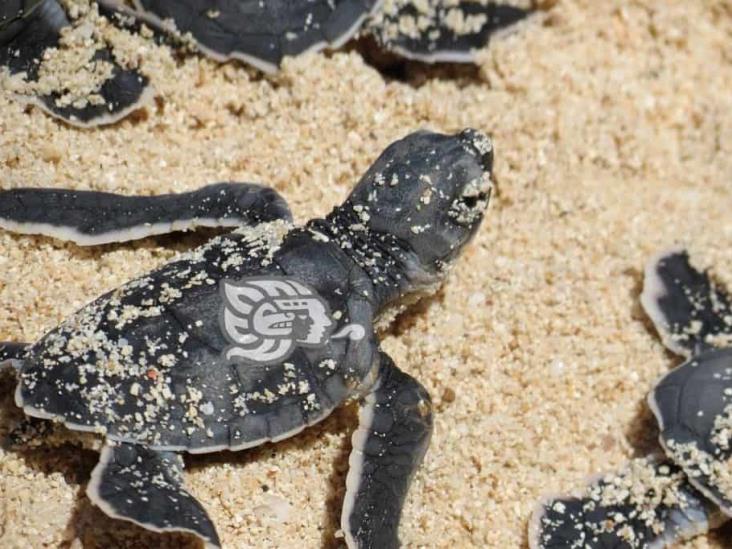 Liberan más de 100 tortugas en la costa de Agua Dulce