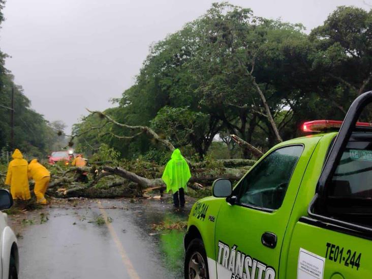 Lluvias derriban árbol en la carretera Xalapa-Totutla