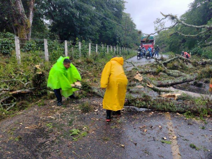 Lluvias derriban árbol en la carretera Xalapa-Totutla