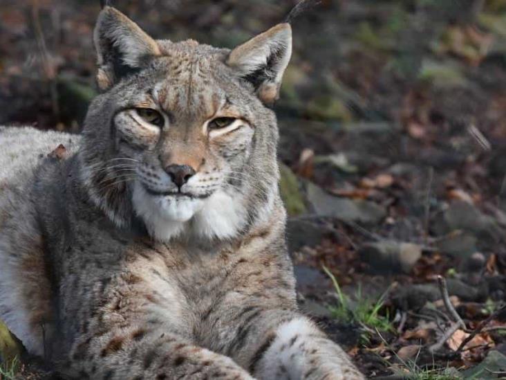 ¡No eran coyotes! Linces son capturados en Guanajuato, se comían las aves de corral