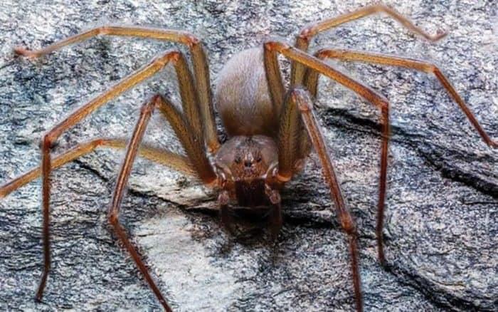 Alertan por nueva especie de araña violinista en CDMX, Edomex y Tlaxcala