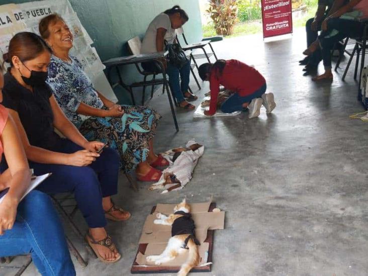 En Misantla, esterilizan a mascotas de comunidad El Pozón