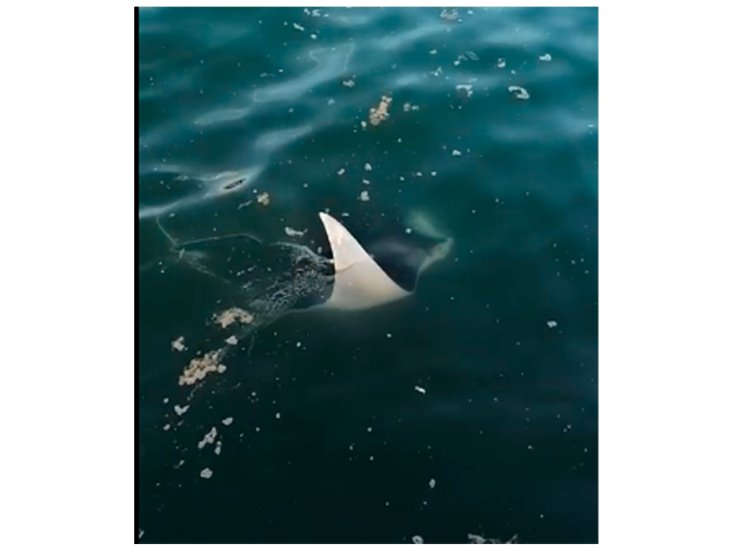 Aparece mantarraya en el malecón de Veracruz (+Video)