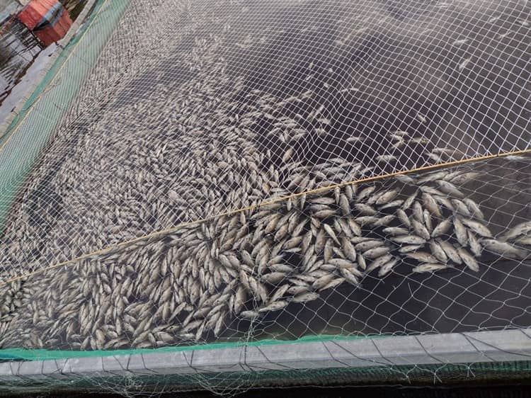 Desagüe de desechos tóxicos envenena a más de 90 mil peces en Laguna Cabana