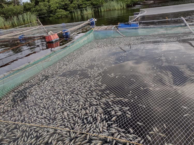 Desagüe de desechos tóxicos envenena a más de 90 mil peces en Laguna Cabana