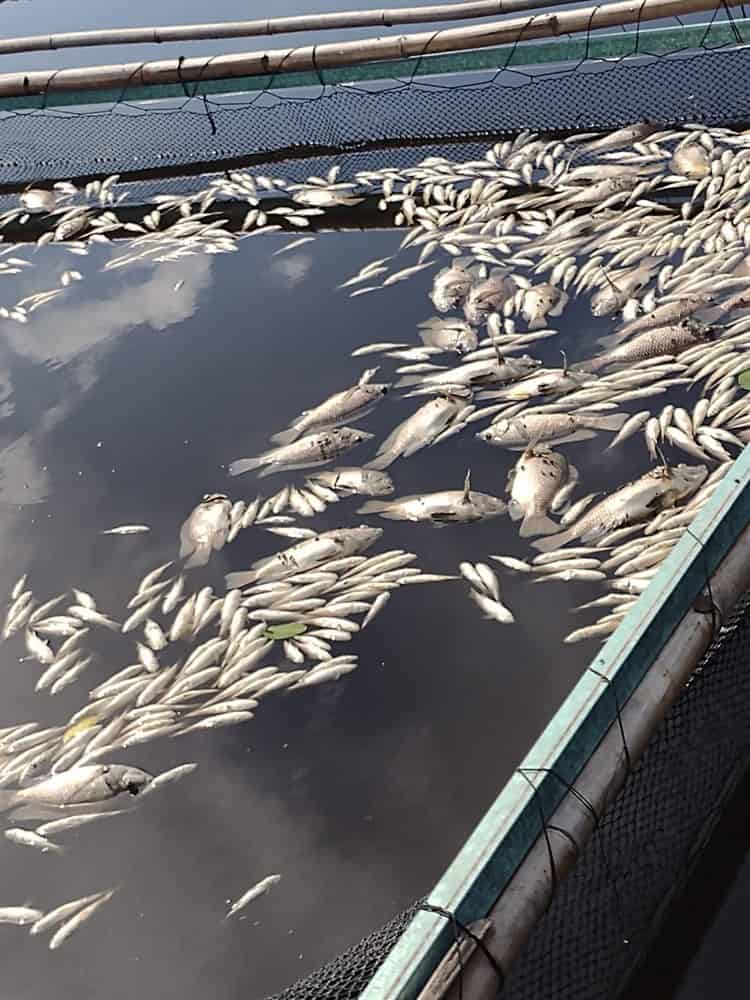 Desagüe de desechos tóxicos envenena a más de 90 mil peces en Laguna Cabana