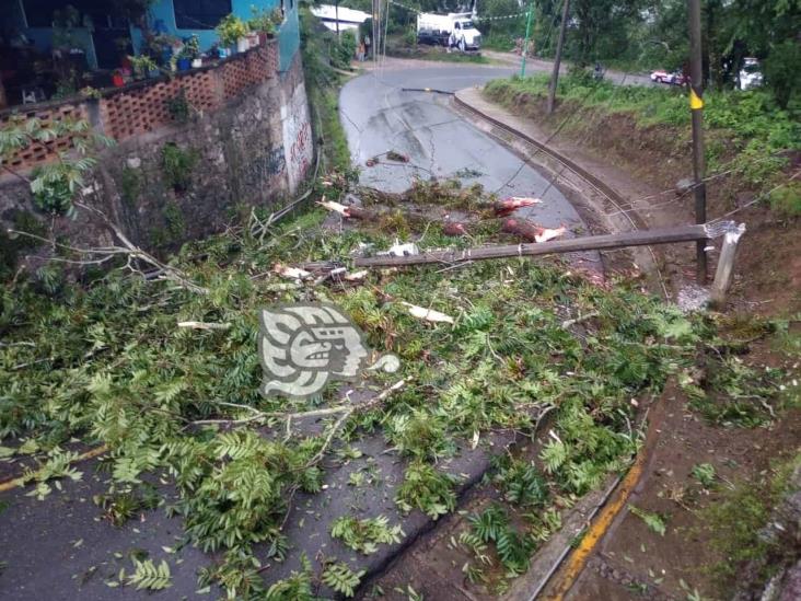 Lluvias ocasionan caída de árbol en la Orizaba-Zongolica; hay cierre de circulación