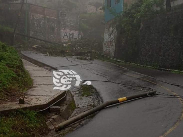 Lluvias ocasionan caída de árbol en la Orizaba-Zongolica; hay cierre de circulación