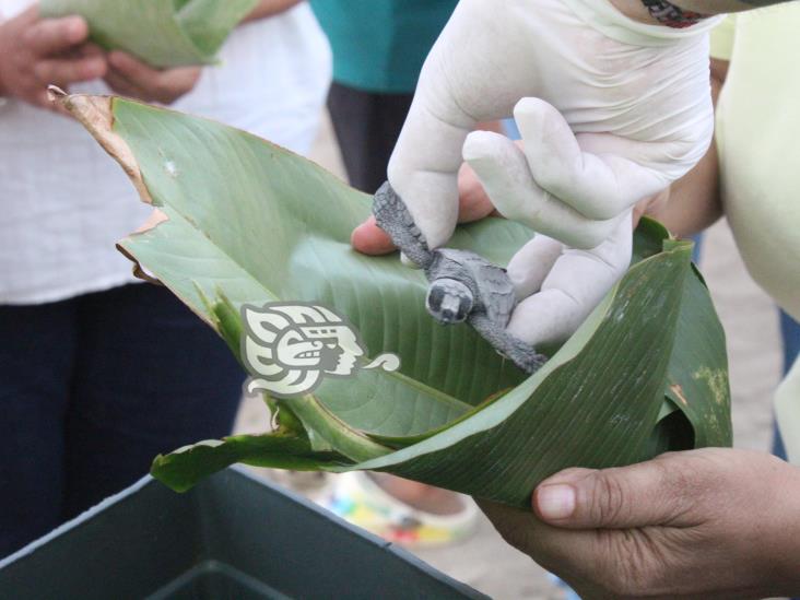 Fundación habría lucrado con liberación de tortugas en Agua Dulce