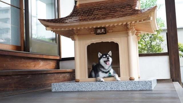 La casa para perros más exclusiva del mundo que está tallada a mano y  supera los 142.000 euros
