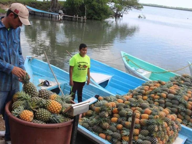 Sequía arrasó con cosecha de piña en norte de Veracruz