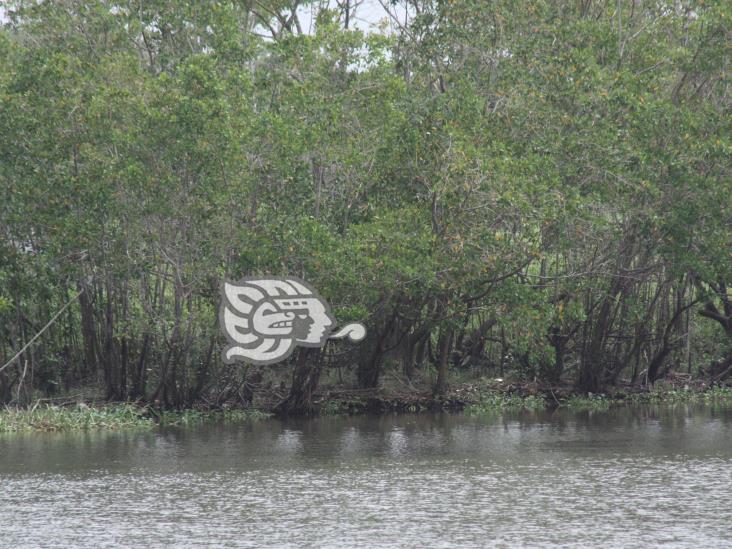 Encuentran en Agua Dulce especie de manglar que se creía extinta