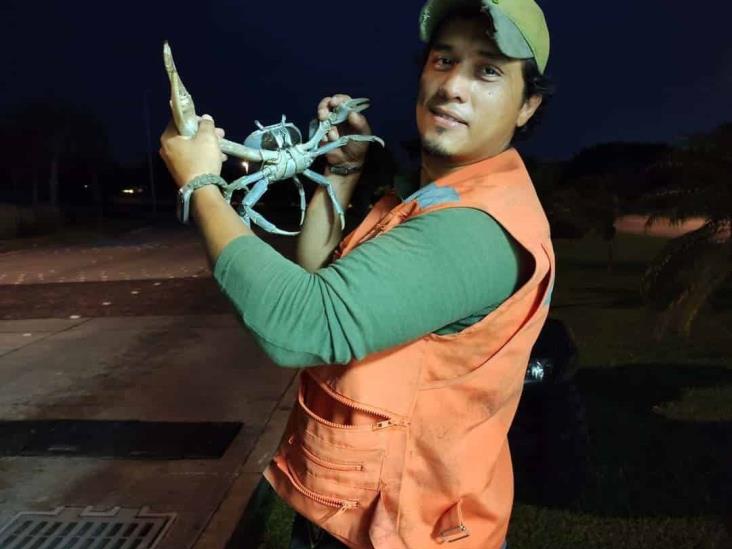 Rescata Earth Mission a 180 Cangrejos Azules en menos de 48 horas en Veracruz