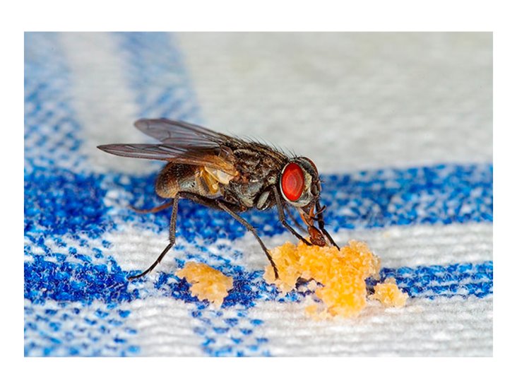 4 trampas para eliminar las moscas de tu casa