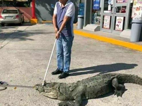 En Tamaulipas, sorprende cocodrilo descansando en un estacionamiento de una tienda