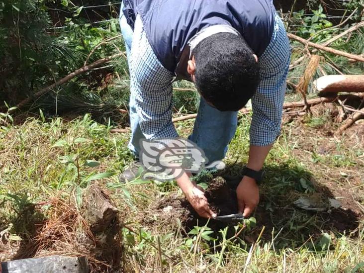 Realizan primera etapa de reforestación en Nogales