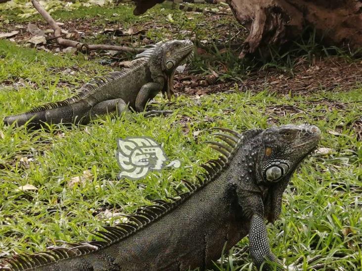 Don Eduardo llama a API y SEMARNAT a atender el Santuario de las Iguanas