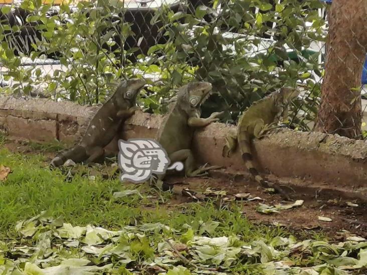Don Eduardo llama a API y SEMARNAT a atender el Santuario de las Iguanas