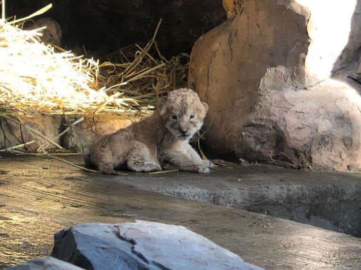 ¡En Orizaba! Nacen dos crías de león, son resguardadas por UMA Citlaltépetl